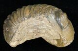 Partially Enrolled Barrandeops (Phacops) Trilobite #11253-2
